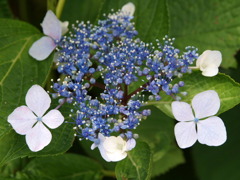 市役所の土手１１