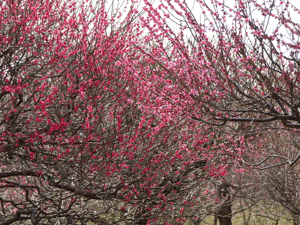 梅林公園４