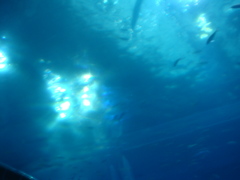 海中。