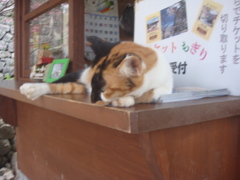 いらっしゃい。