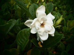 P6290032
