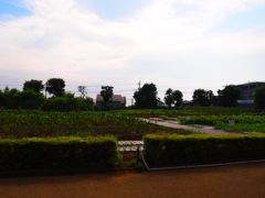 母校の圃場