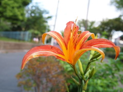 P6290030