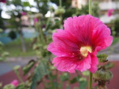 P6290033