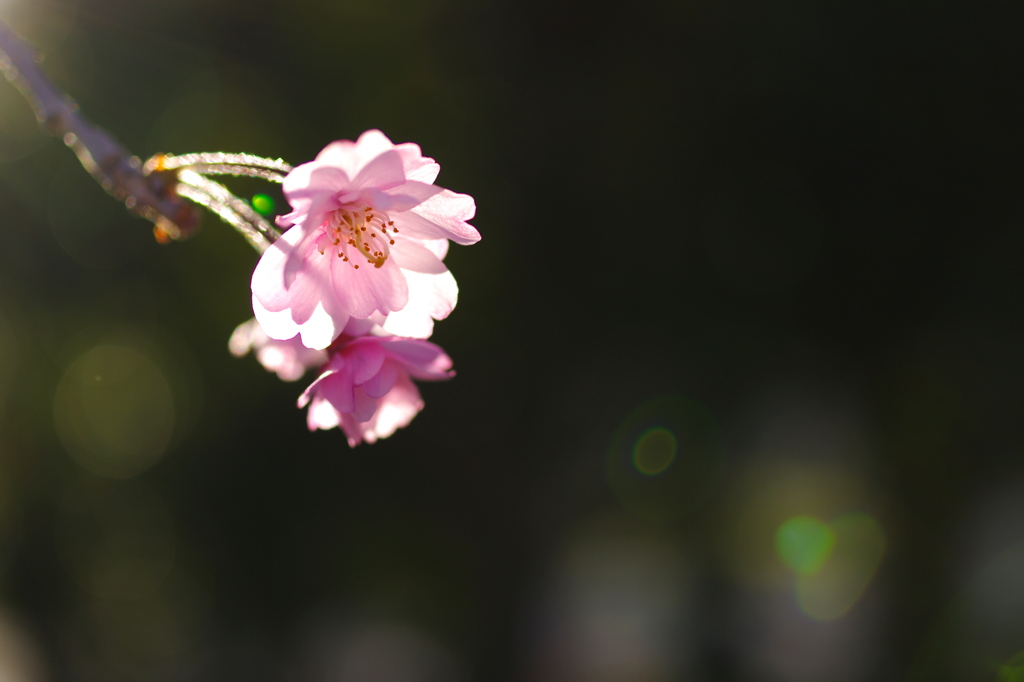 太陽のらいとあっぷ