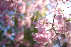 しだれ桜