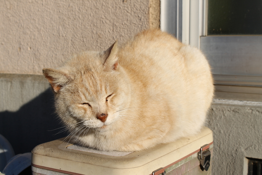 日向ぼっこのにゃんこ