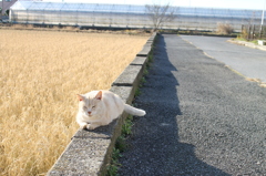 隣家のニャンコその２