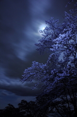 夜桜