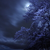 夜桜