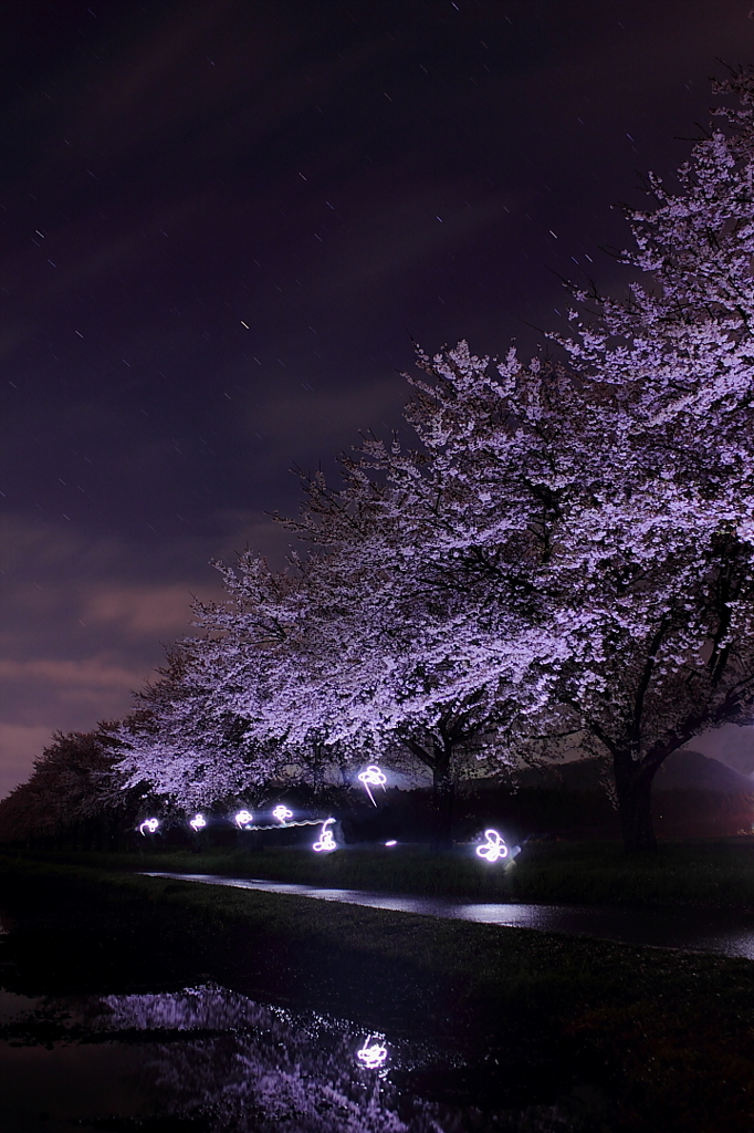 桜と電花
