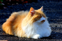 のんびり猫