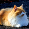 のんびり猫