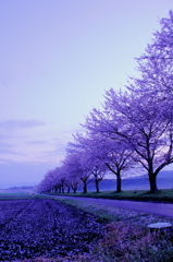 桜の続く道