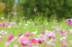 お花見特等席