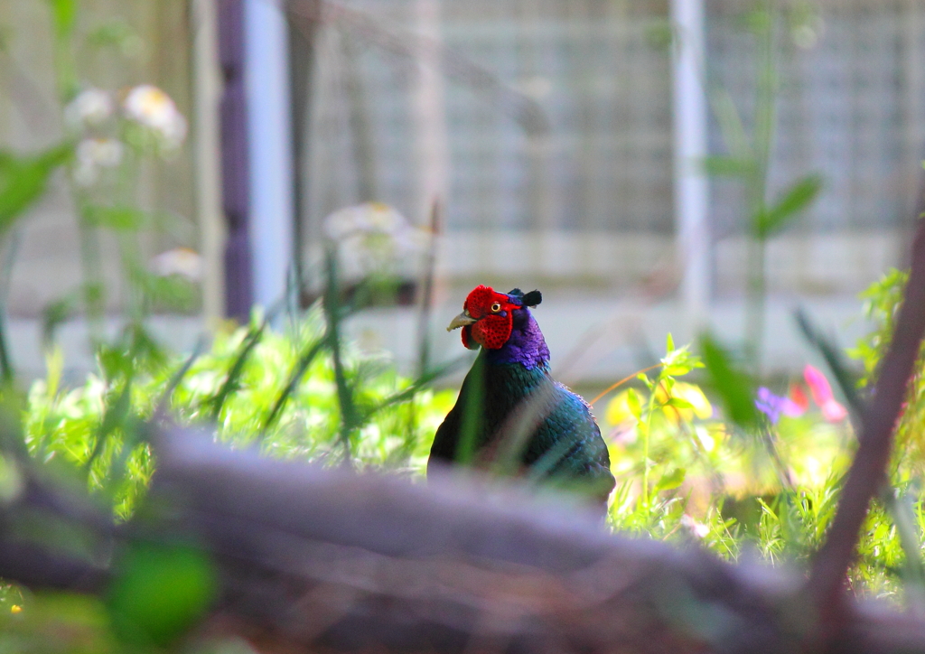 国鳥、草かき分けて
