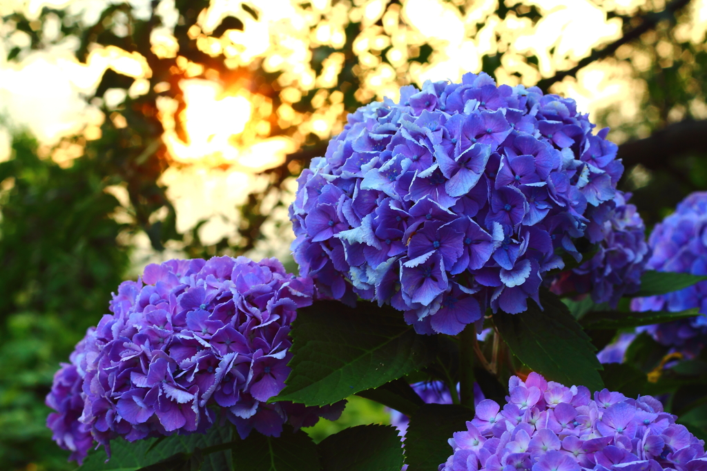 紫陽花