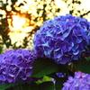 紫陽花