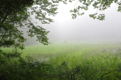 misty　forest～４