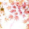suisai-color　3