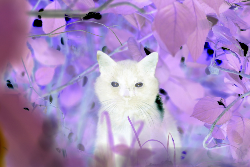 黒猫