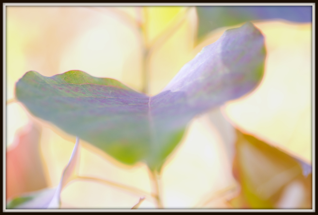 suisai-color　4