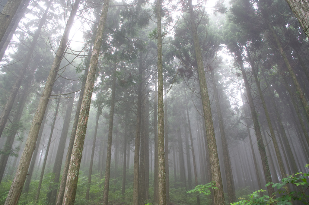 misty　forest～１