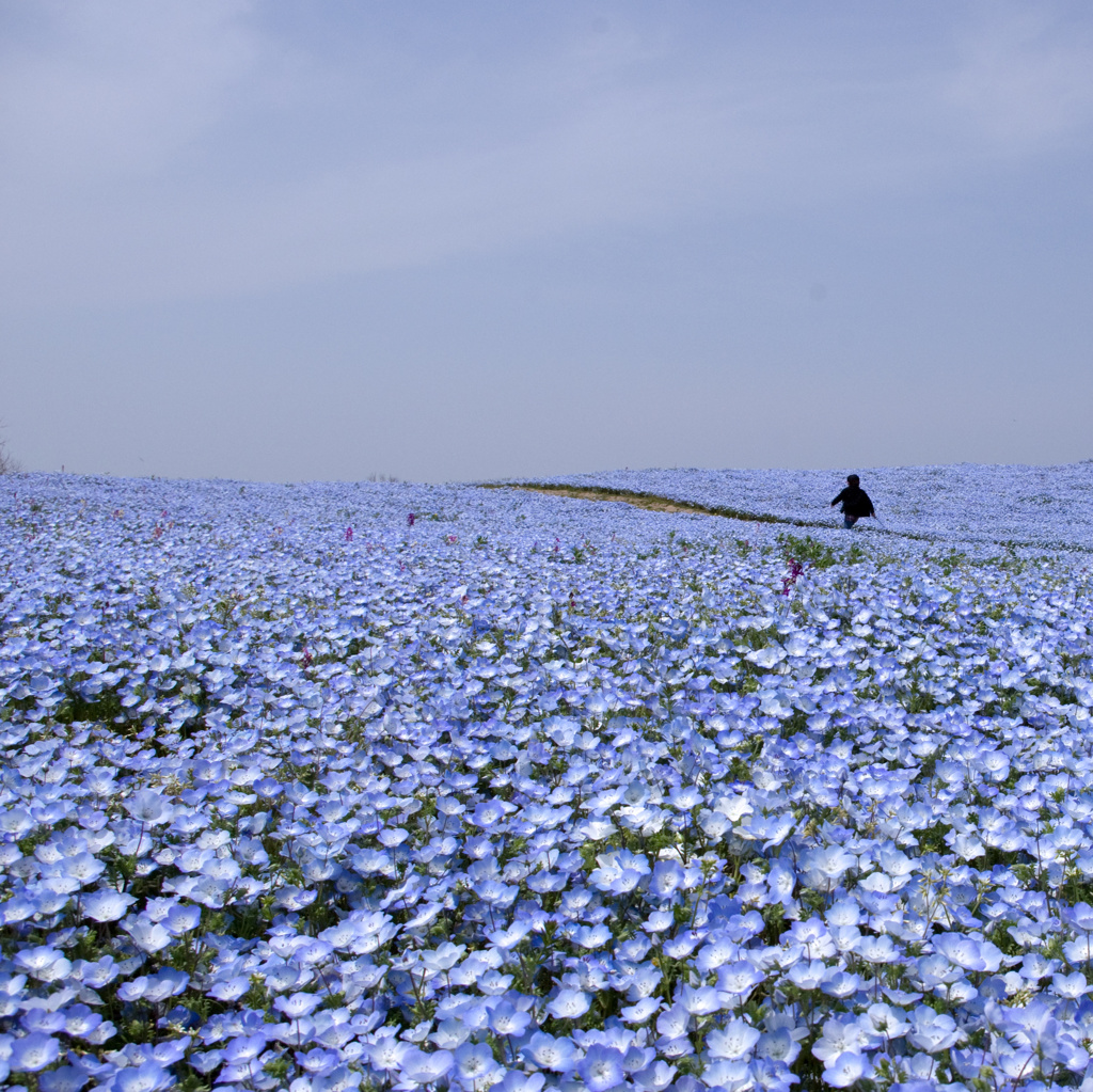瑠璃の丘を行く