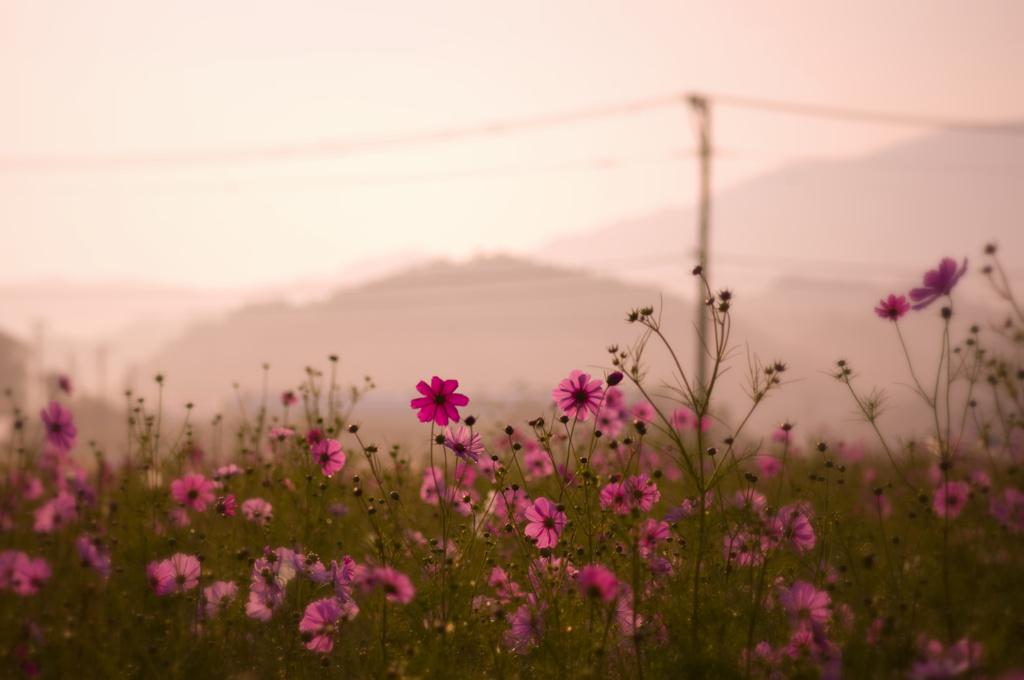 のどかに秋桜