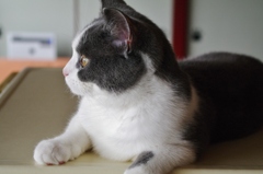 こねこの感傷