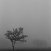 Solitude