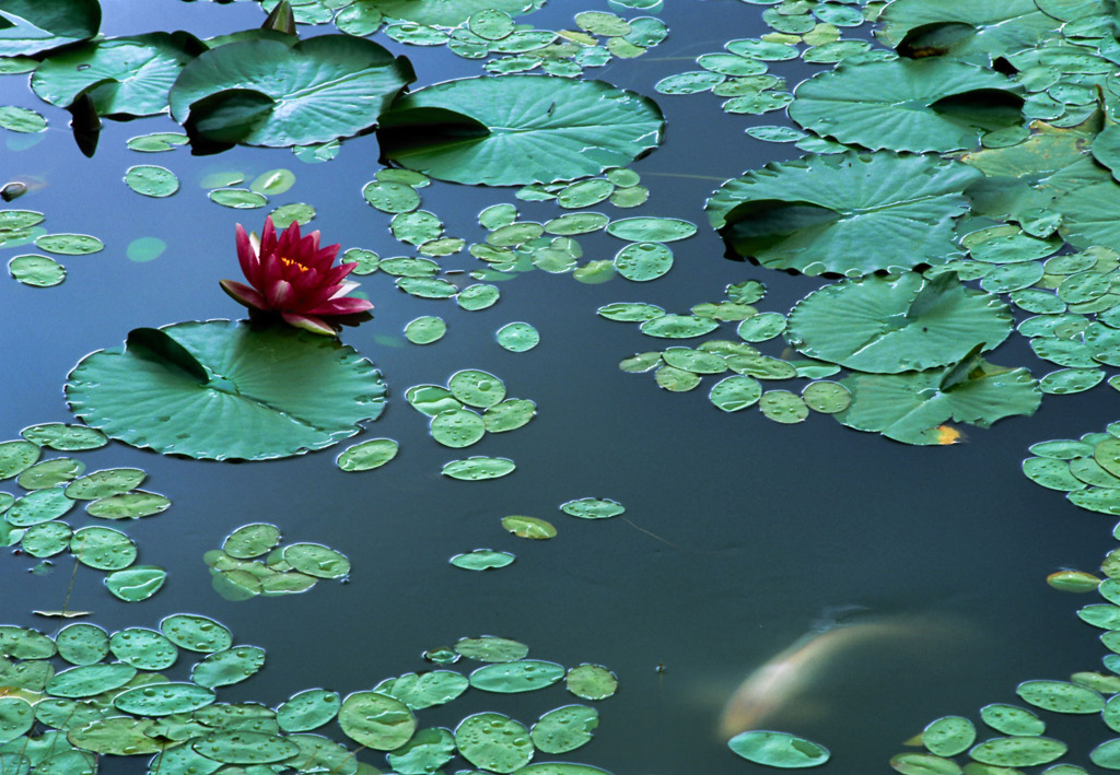 A Lofty Lotus