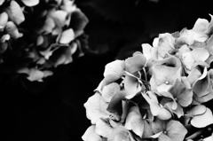 Botanic Garden 5