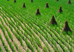 Geometry In A Rice Field