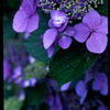 Candies In Petals