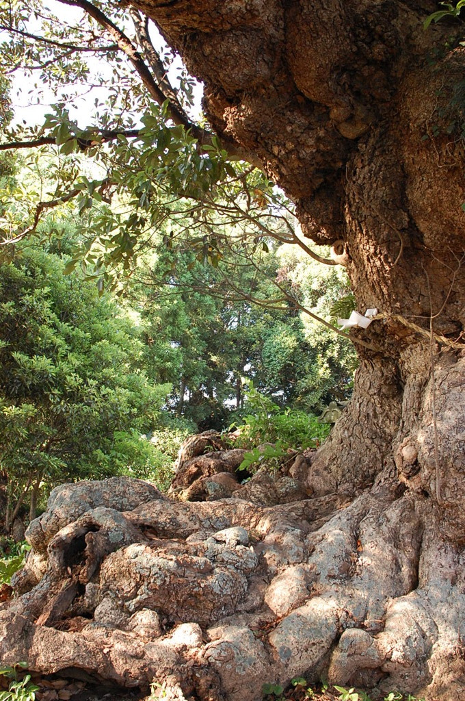 楠