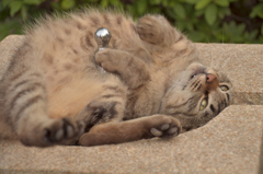 水飲み場と猫ちゃん(=‘ｘ‘=)
