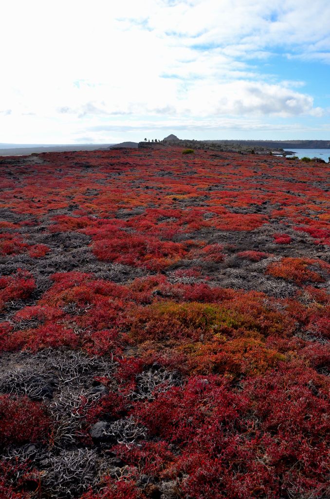 Galapagos Landscape