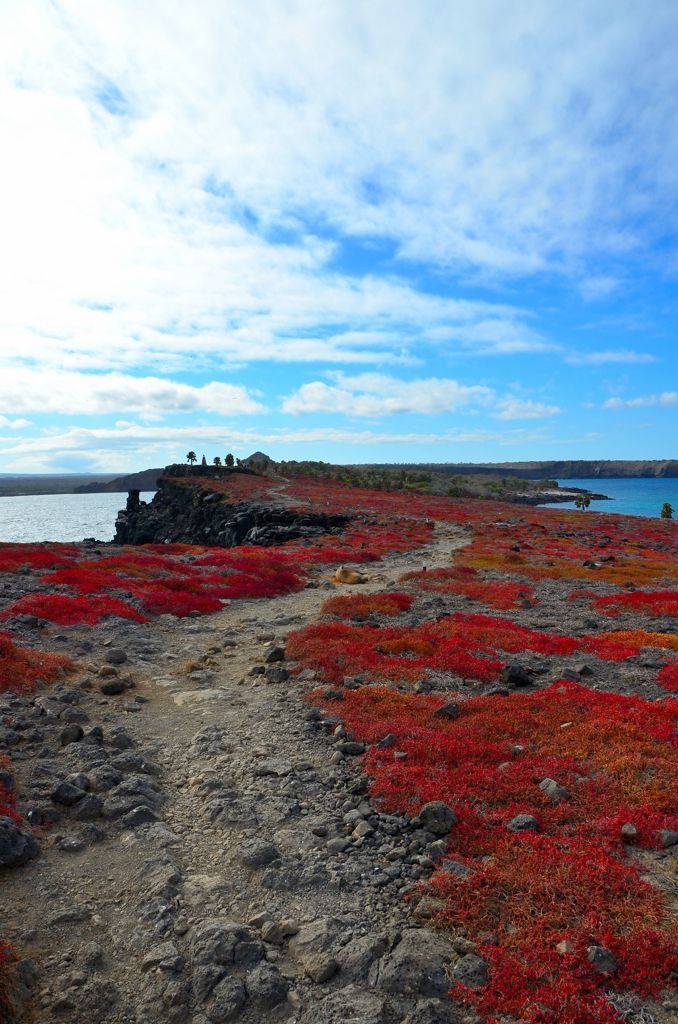 Galapagos Landscape