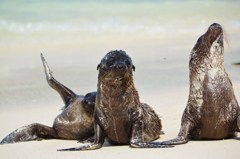 Sea Lion アシカ