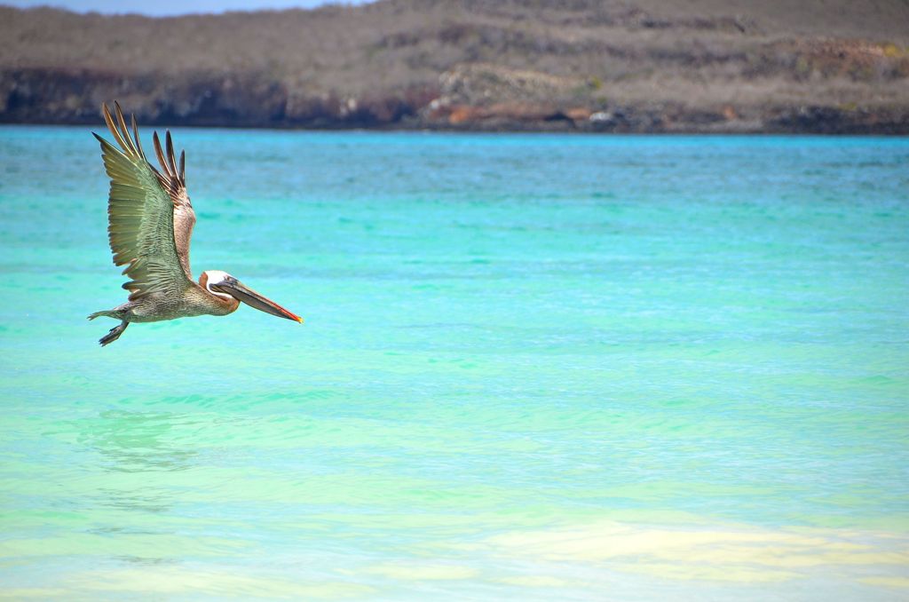 Pelican