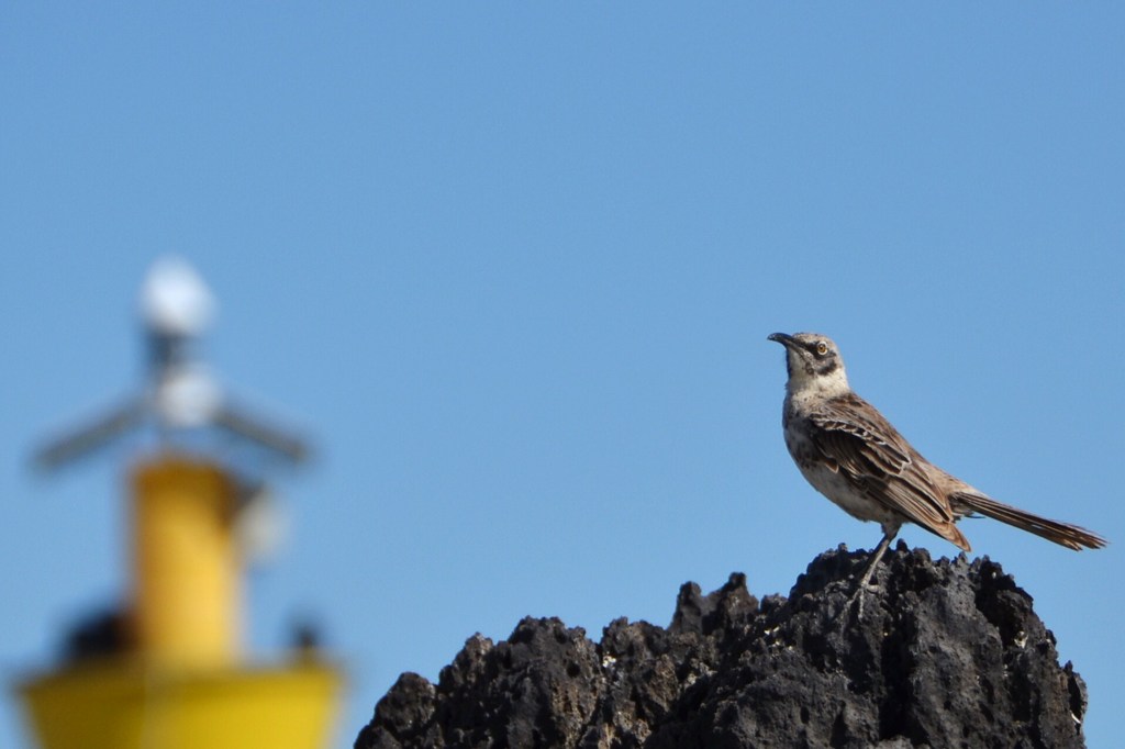 20111113_Galapagos 1280