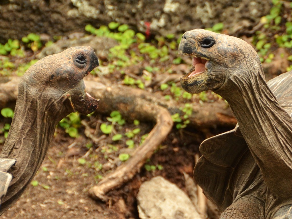 Giant Turtle ゾウガメ
