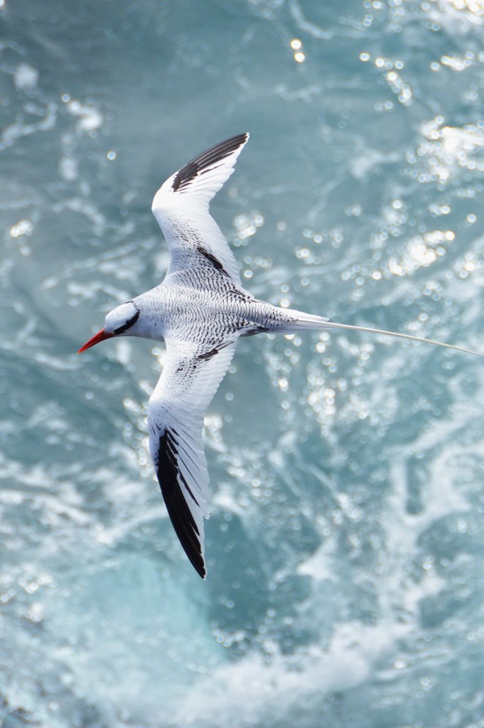 Red Billed Tropicbird