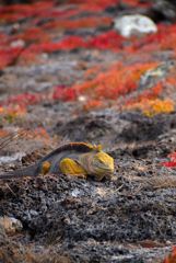 Land Iguana