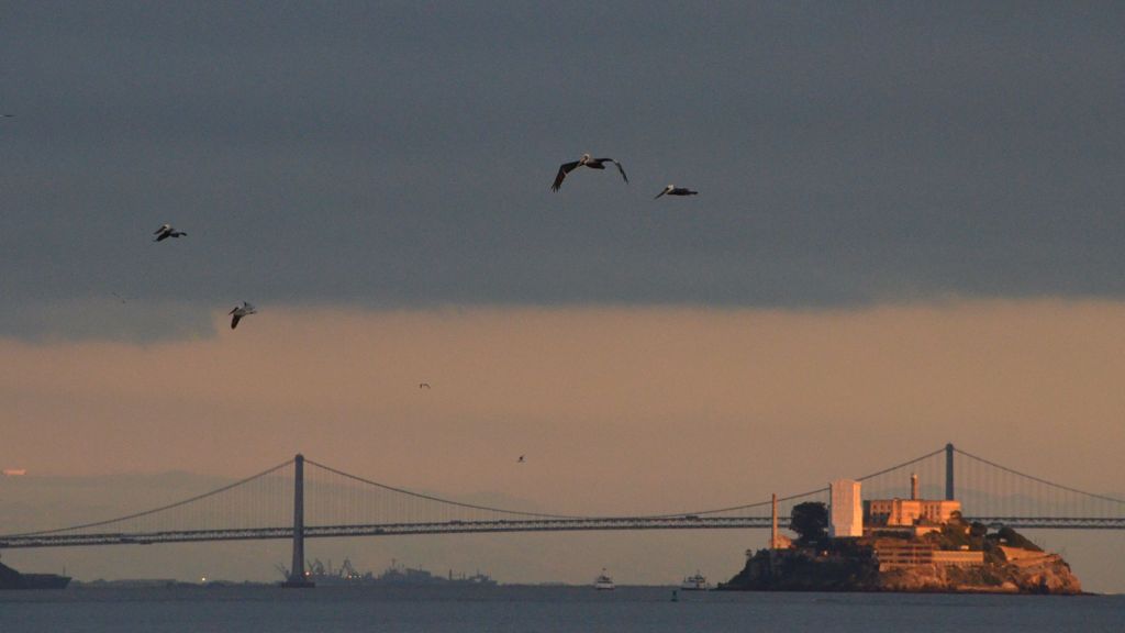 Alcatraz with pelicans