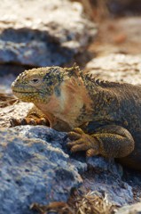 Land Iguana リクイグアナ