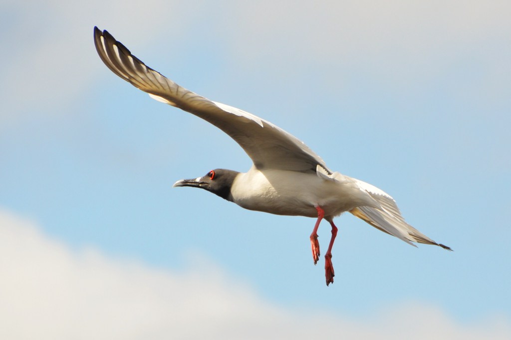 Swallow Tailed Gull アカメカモメ