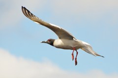 Swallow Tailed Gull アカメカモメ