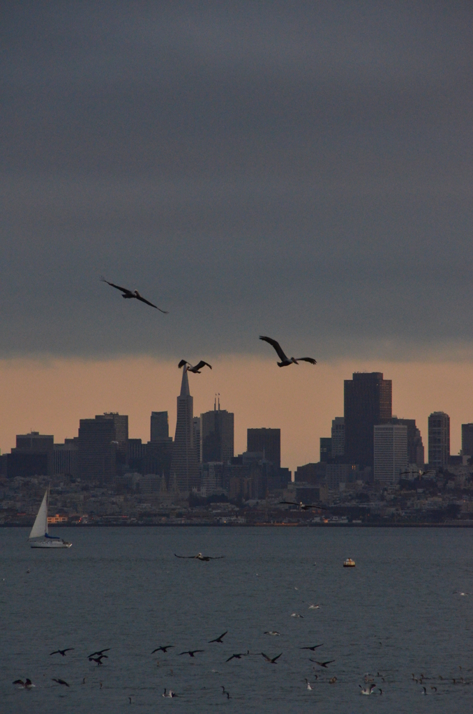 Sea birds with back ground of downtown, 